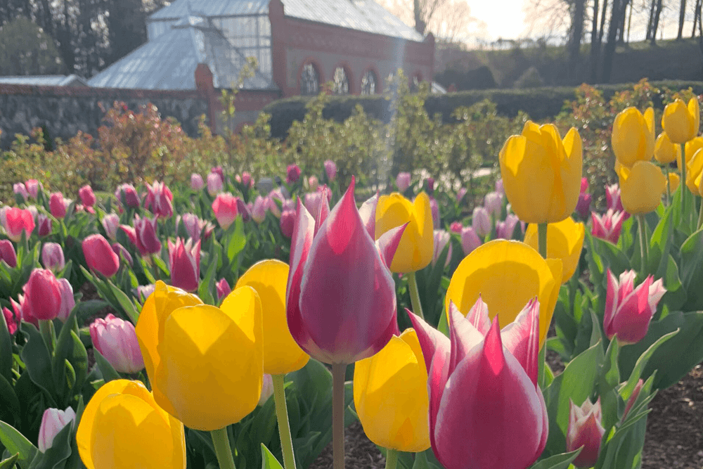 A vibrant display of pink and yellow tulips in a garden with a glass greenhouse in the background.